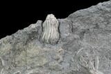 Crinoid Fossils ( Species) - Gilmore City, Iowa #86746-2